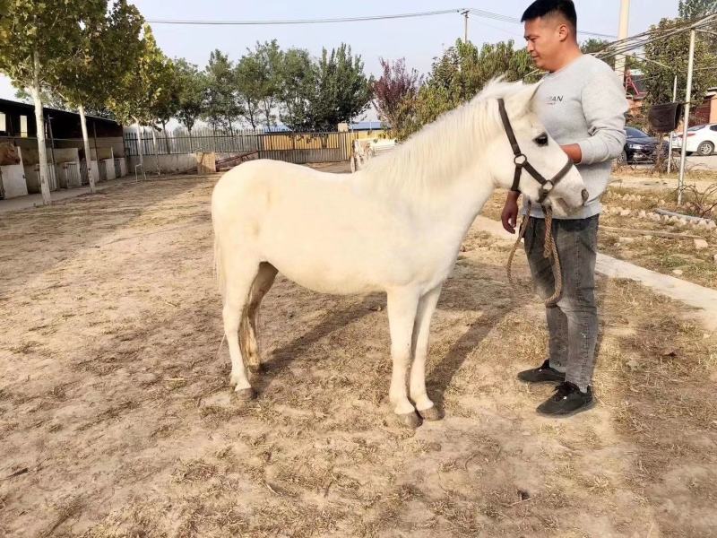 两匹小德保，都是母马，极其温顺，货到付款