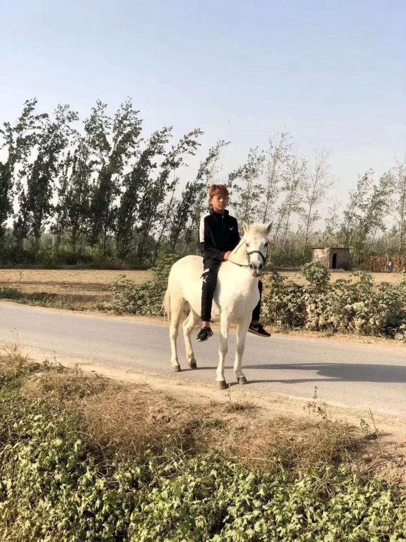两匹小德保，都是母马，极其温顺，货到付款