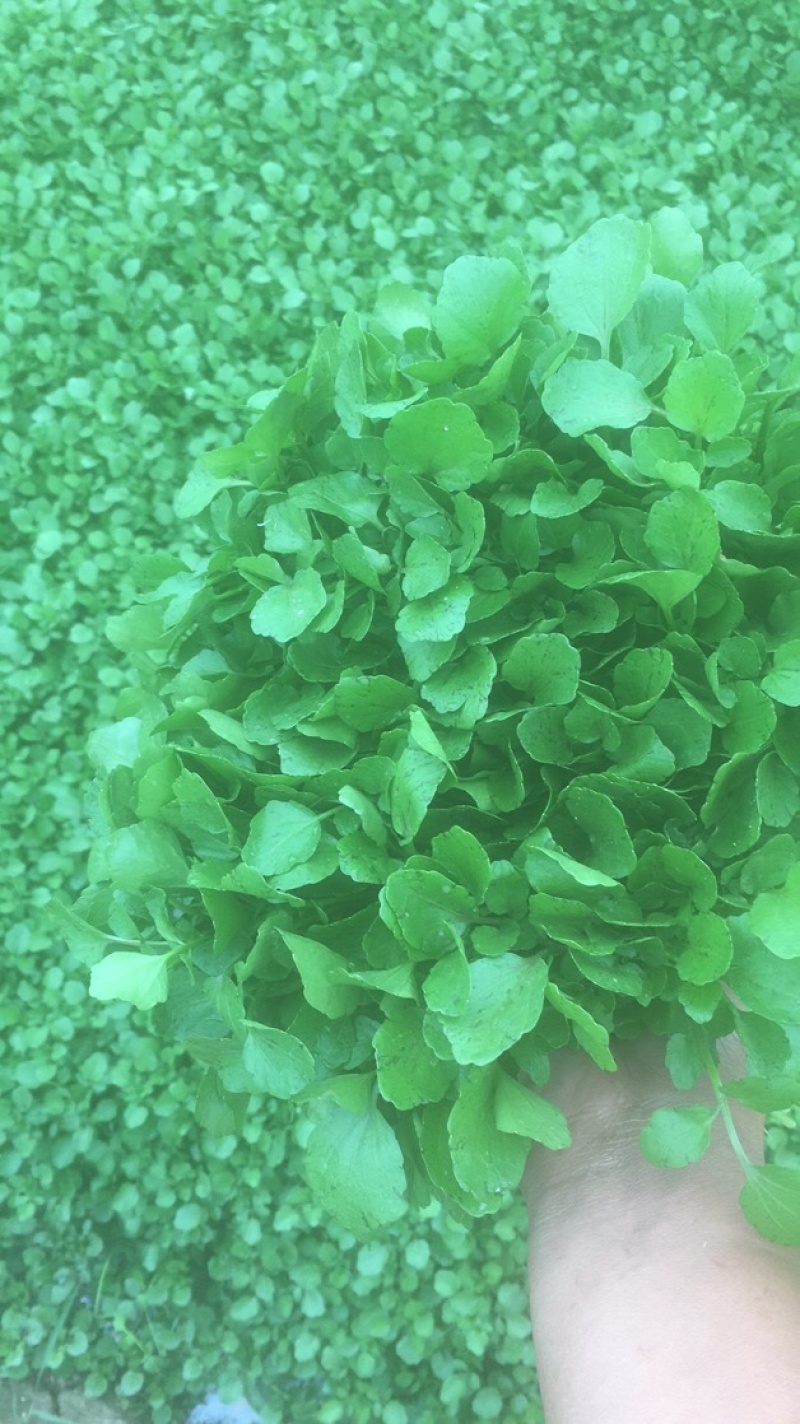 现货现货西洋菜，现摘