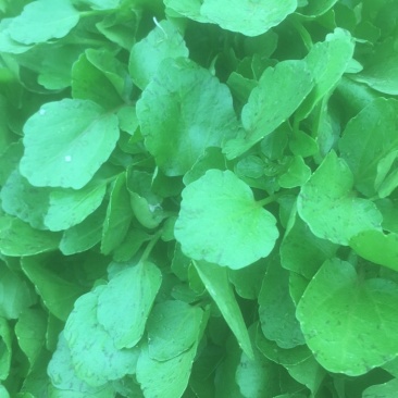 现货现货西洋菜，现摘