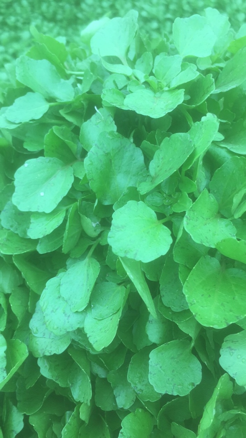 现货现货西洋菜，现摘
