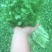 现货现货西洋菜，现摘