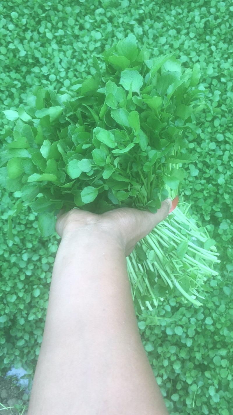 现货现货西洋菜，现摘