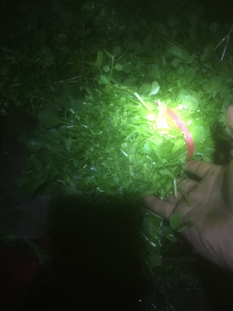现货现货西洋菜，现摘