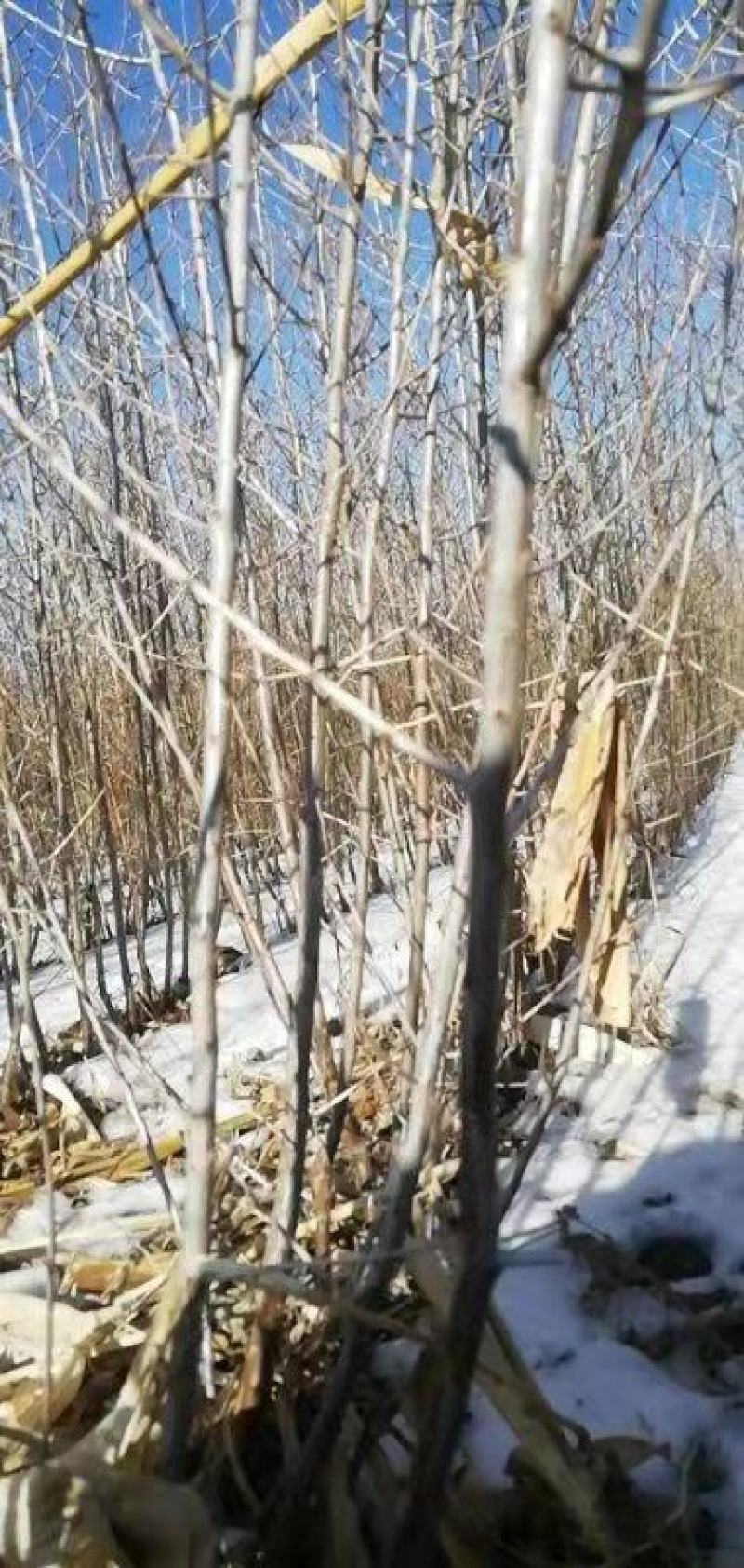 深秋红大果沙棘苗二年苗，，三年生苗