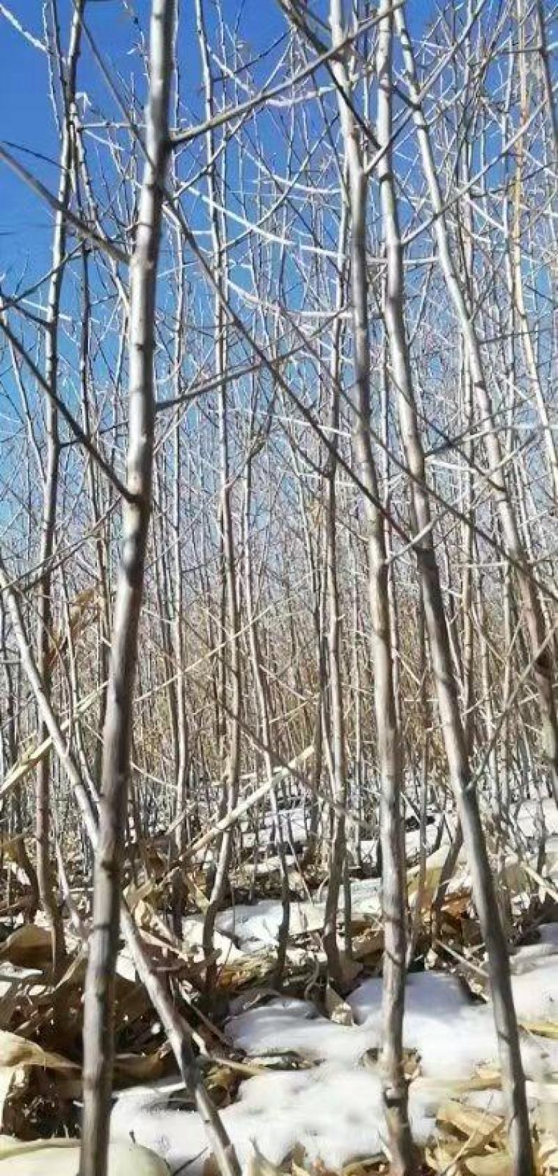 深秋红大果沙棘苗二年苗，，三年生苗