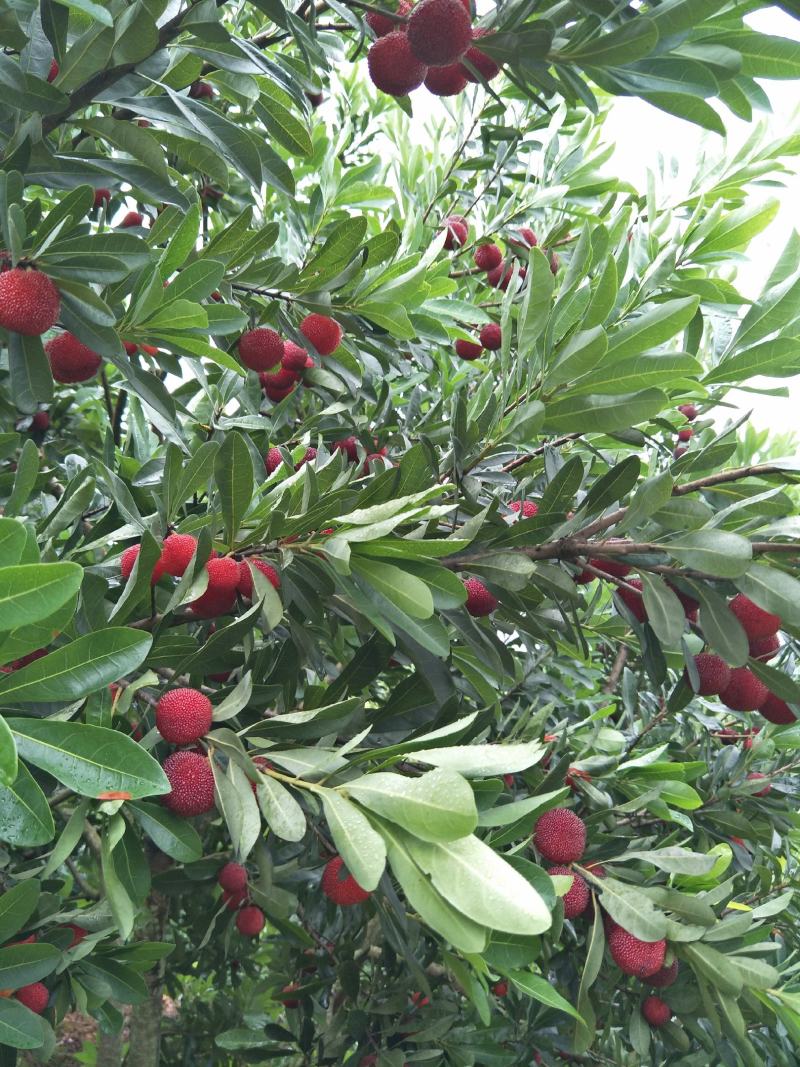 王子安海一年苗，树形优美，果大味甜，3年挂果