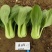 夏波帝青菜种子欧兰德夏波帝青梗菜种子耐湿热越夏