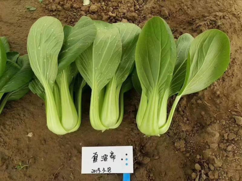 夏波帝青菜种子欧兰德夏波帝青梗菜种子耐湿热越夏