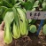 夏波帝青菜种子欧兰德夏波帝青梗菜种子耐湿热越夏