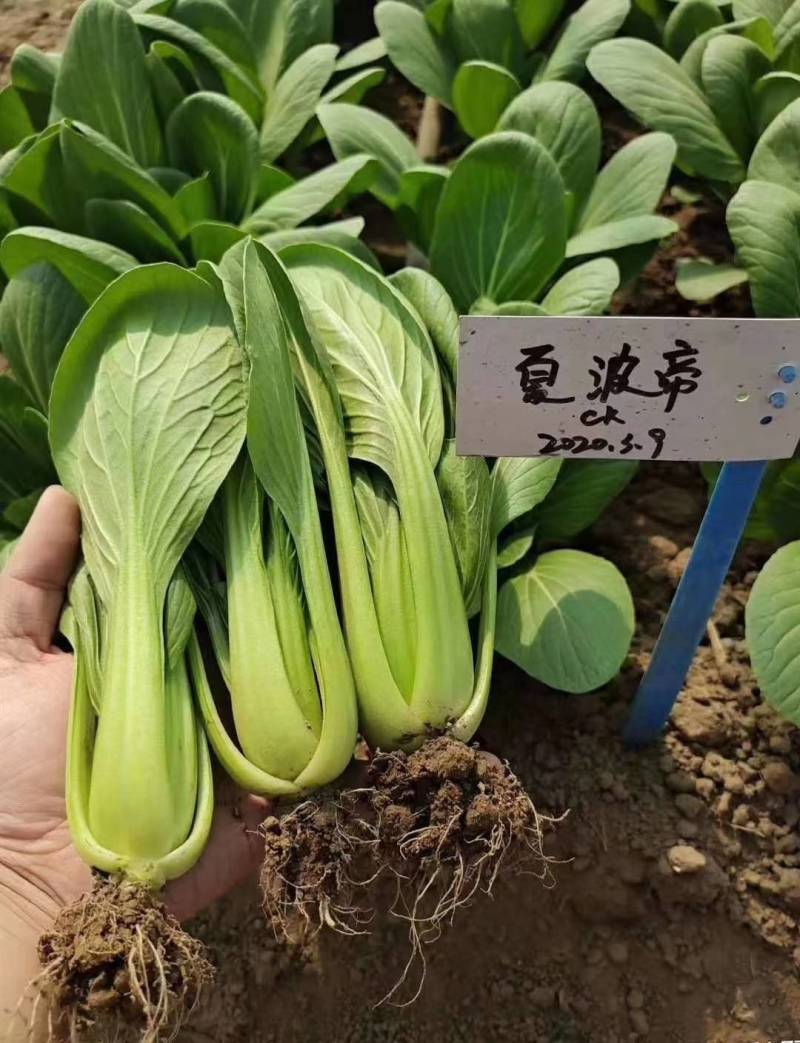 夏波帝青菜种子欧兰德夏波帝青梗菜种子耐湿热越夏