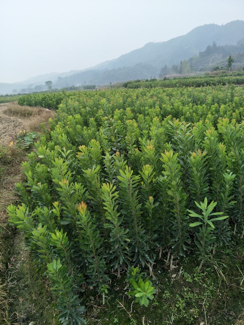 王子安海一年苗，树形优美，果大味甜，3年挂果