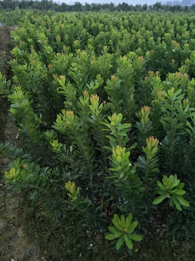 王子安海一年苗，树形优美，果大味甜，3年挂果