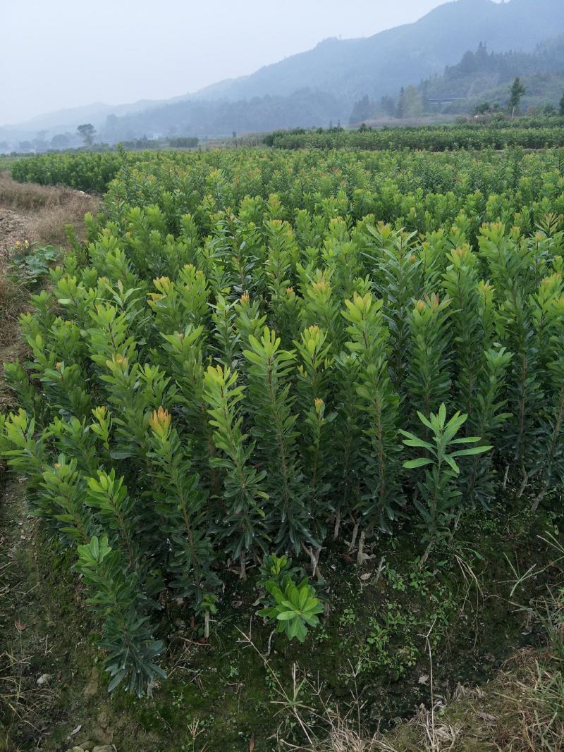 王子安海一年苗，树形优美，果大味甜，3年挂果