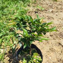 嘉宝果苗基地供应各种规格沙巴树葡萄小苗有小苗到结果树
