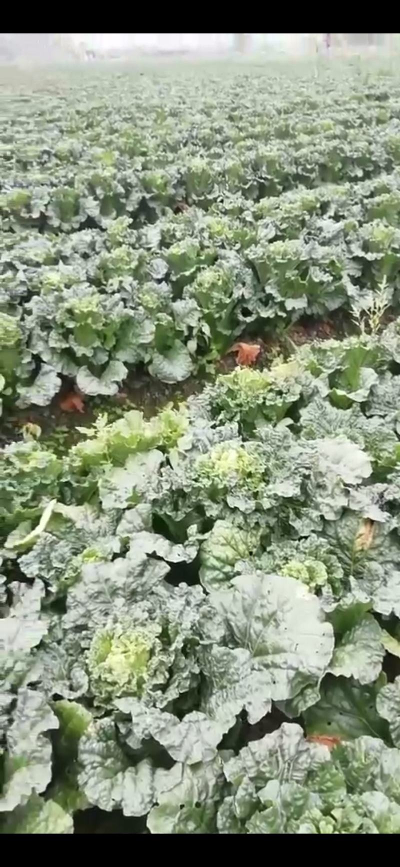 大量竹筒菜上市啦需要的联系我