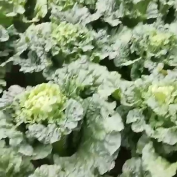 大量竹筒菜上市啦需要的联系我