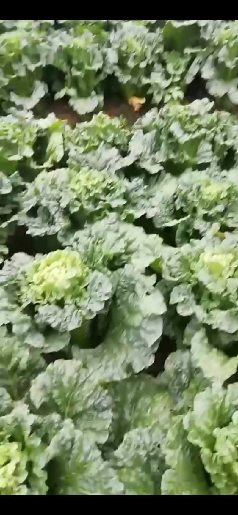 大量竹筒菜上市啦需要的联系我