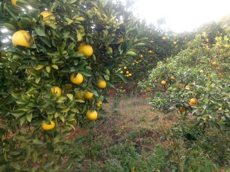 建阳桔柚散装通货武夷山特产农家自产自销基地直供