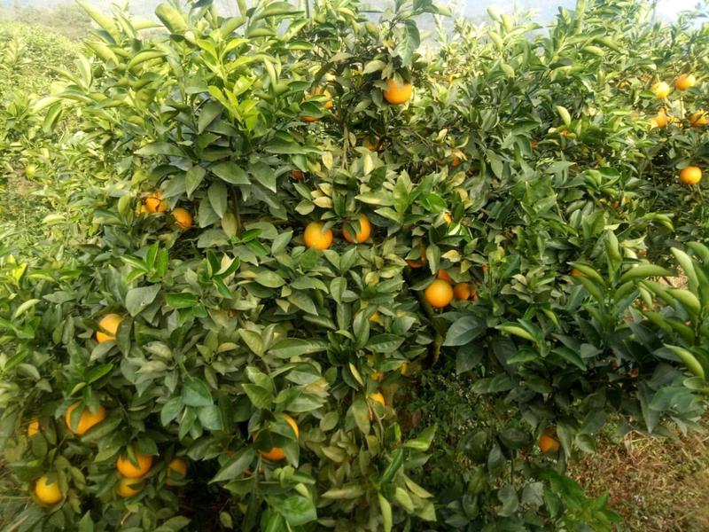 建阳桔柚散装通货武夷山特产农家自产自销基地直供