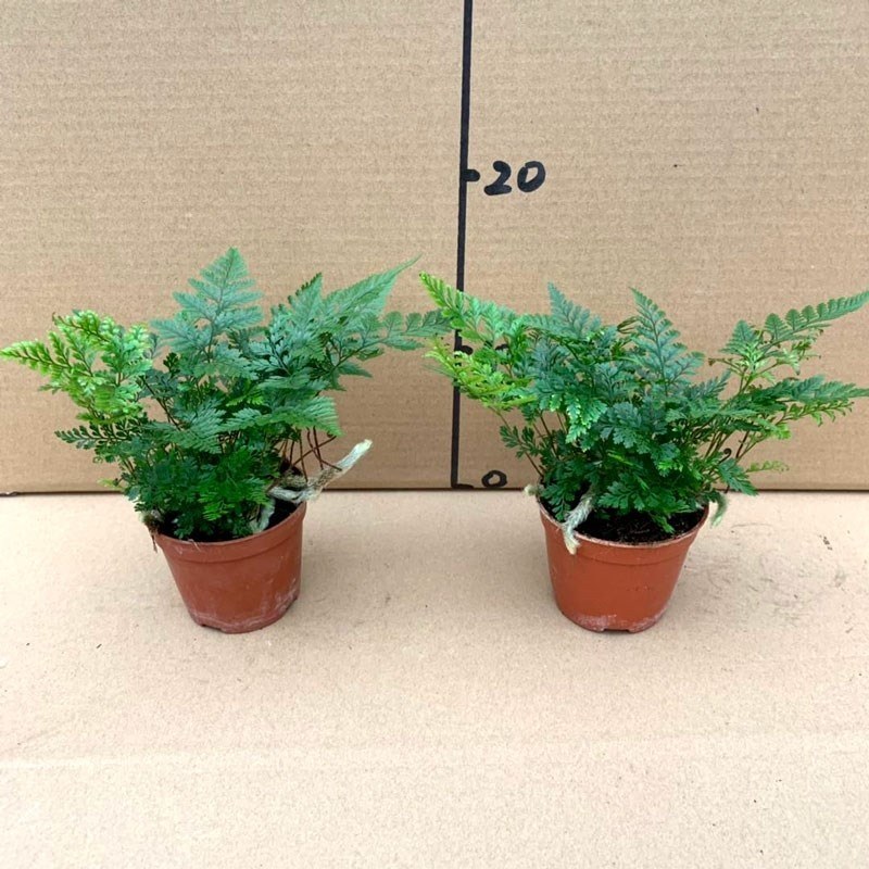 小狼尾蕨盆栽兔脚蕨银线蕨室内桌面办公绿植墙微景观雨林缸耐