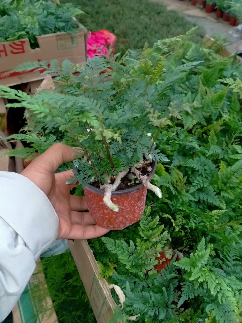 小狼尾蕨盆栽兔脚蕨银线蕨室内桌面办公绿植墙微景观雨林缸耐