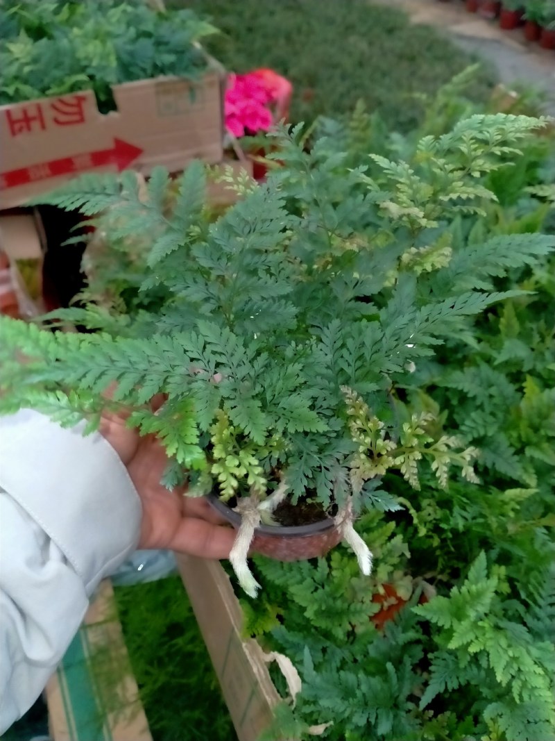 小狼尾蕨盆栽兔脚蕨银线蕨室内桌面办公绿植墙微景观雨林缸耐