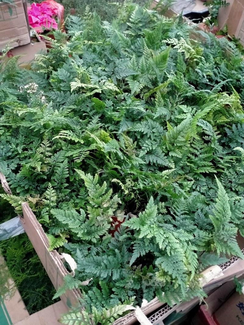 小狼尾蕨盆栽兔脚蕨银线蕨室内桌面办公绿植墙微景观雨林缸耐