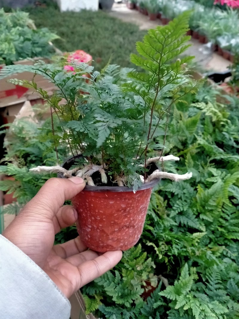 小狼尾蕨盆栽兔脚蕨银线蕨室内桌面办公绿植墙微景观雨林缸耐