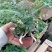小狼尾蕨盆栽兔脚蕨银线蕨室内桌面办公绿植墙微景观雨林缸耐