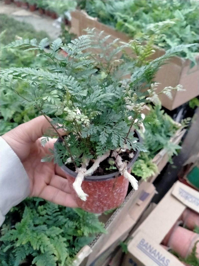 小狼尾蕨盆栽兔脚蕨银线蕨室内桌面办公绿植墙微景观雨林缸耐