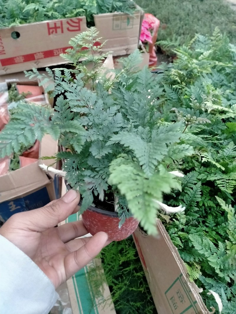 小狼尾蕨盆栽兔脚蕨银线蕨室内桌面办公绿植墙微景观雨林缸耐