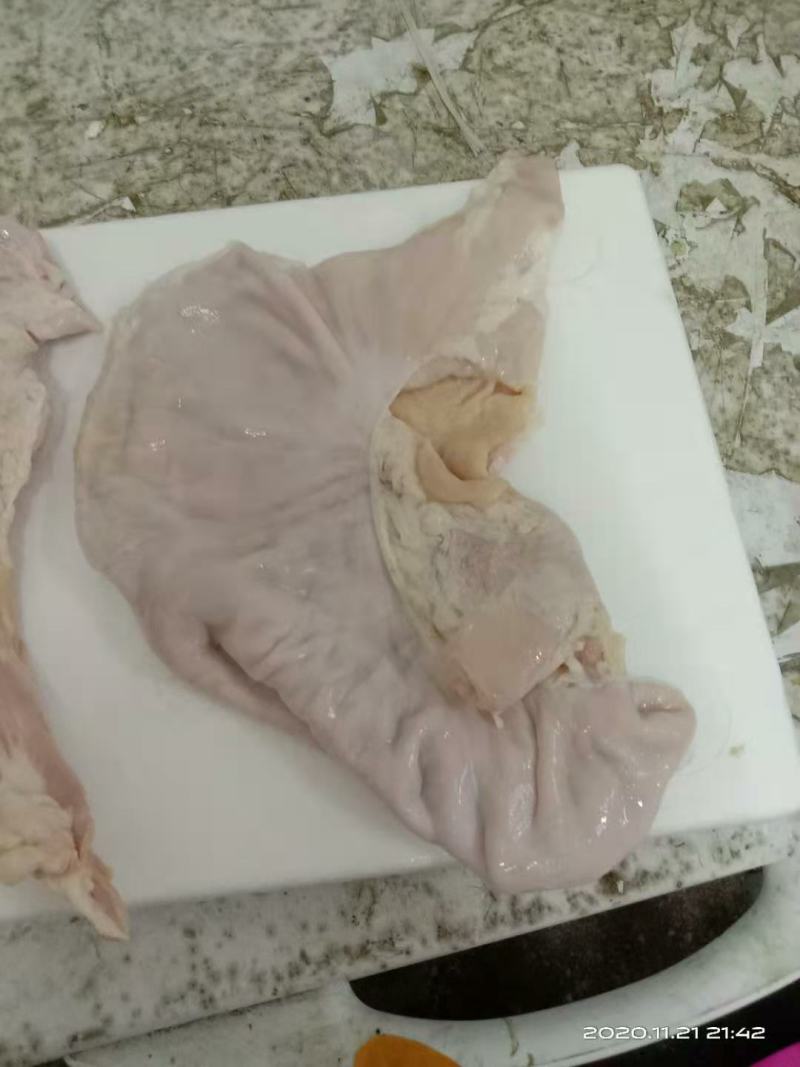 新鲜猪肚