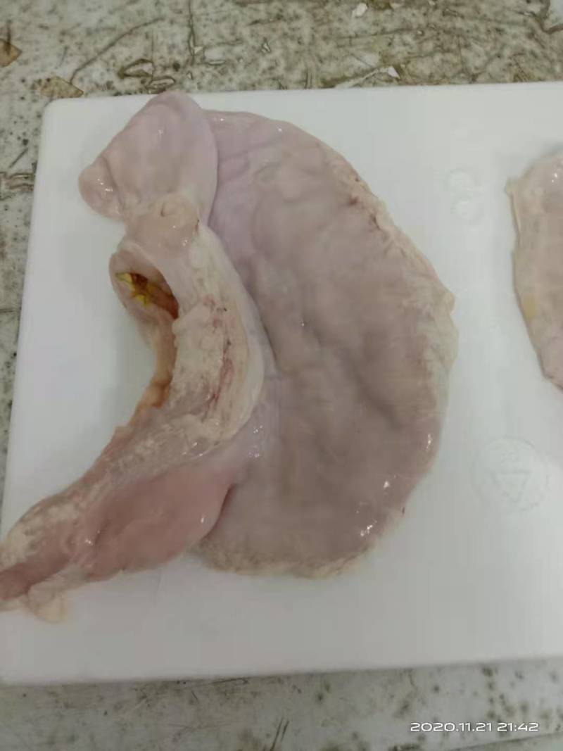 新鲜猪肚