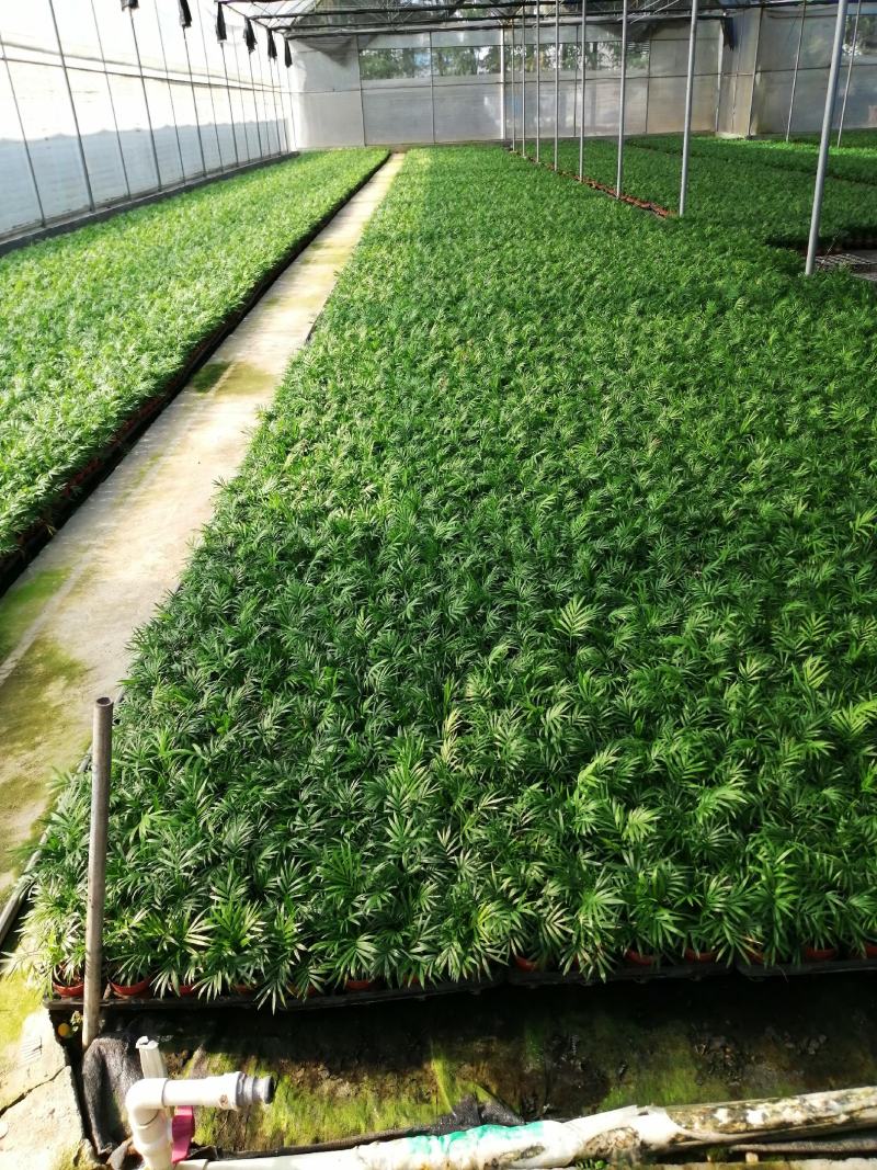 福木袋苗庭园盆栽观叶植物供应花卉种苗