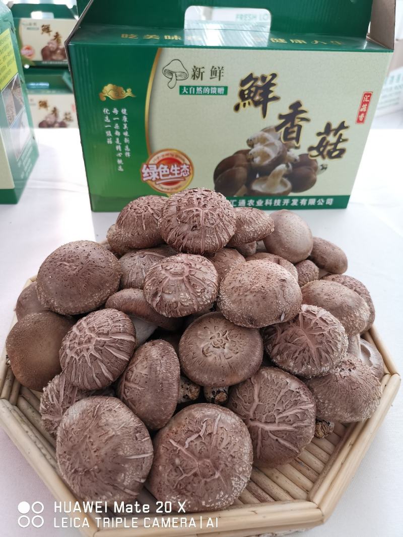 出口级香菇香菇菌棒食用菌纯苹果木菌棒果木菌包