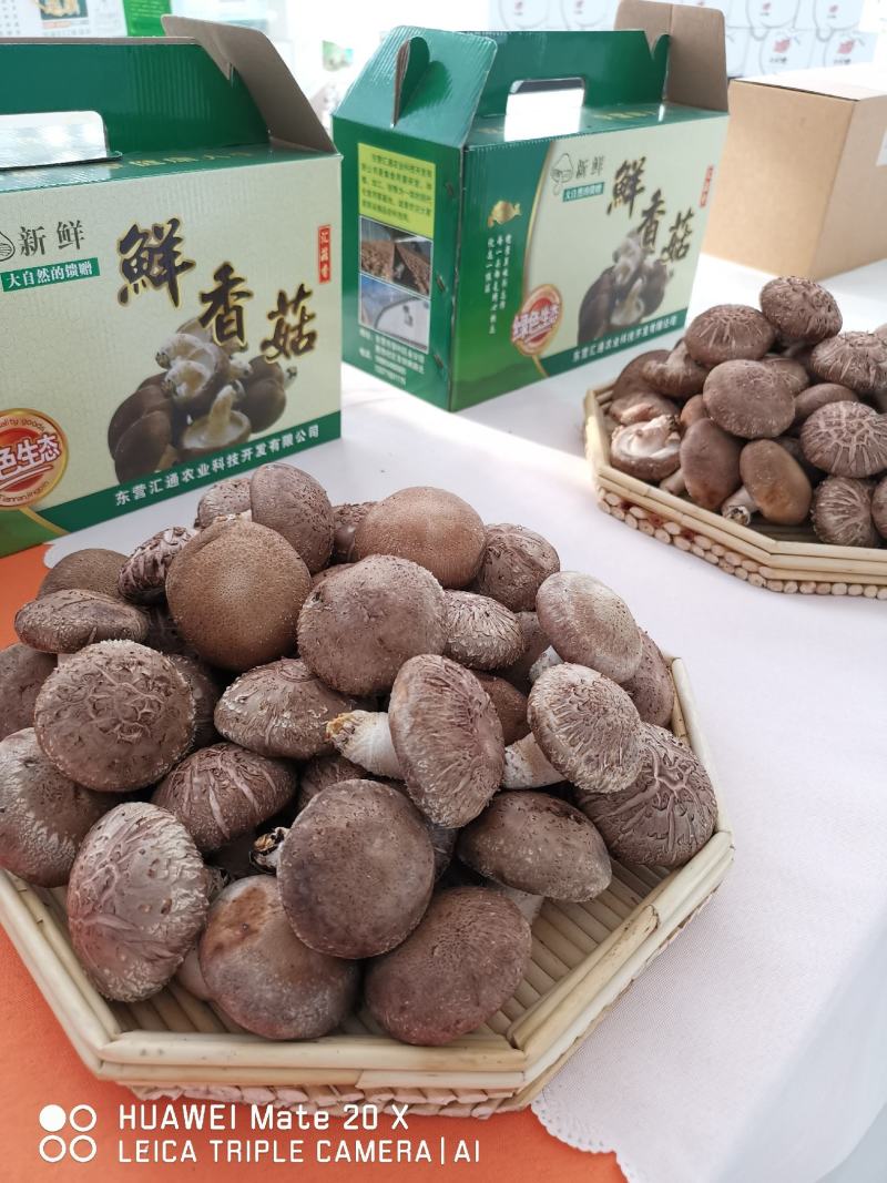 出口级香菇香菇菌棒食用菌纯苹果木菌棒果木菌包