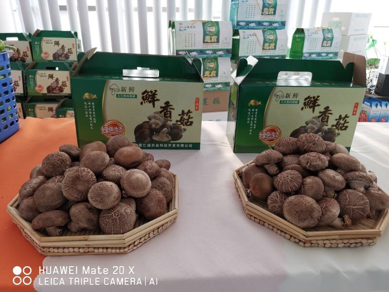 出口级香菇香菇菌棒食用菌纯苹果木菌棒果木菌包