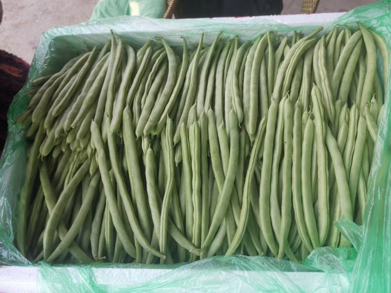 精品四季豆，新苗，四季豆