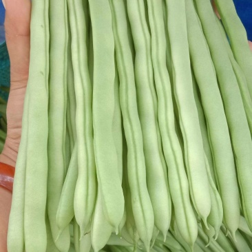精品四季豆，新苗，四季豆