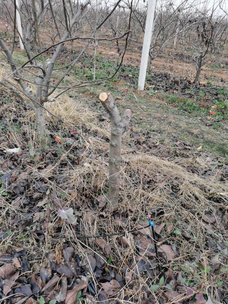 出售占地梨树，7年树龄，8公分以上，数量约有10000棵