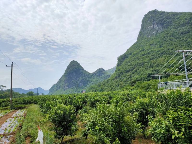 广西桂林平乐大量优质沙糖桔、沃柑可供应