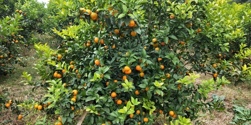 广西桂林平乐大量优质沙糖桔、沃柑可供应