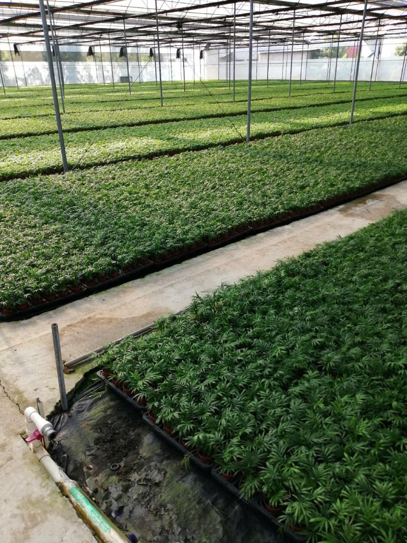 加拿利海枣庭园盆栽园林绿化树棕榈科植物