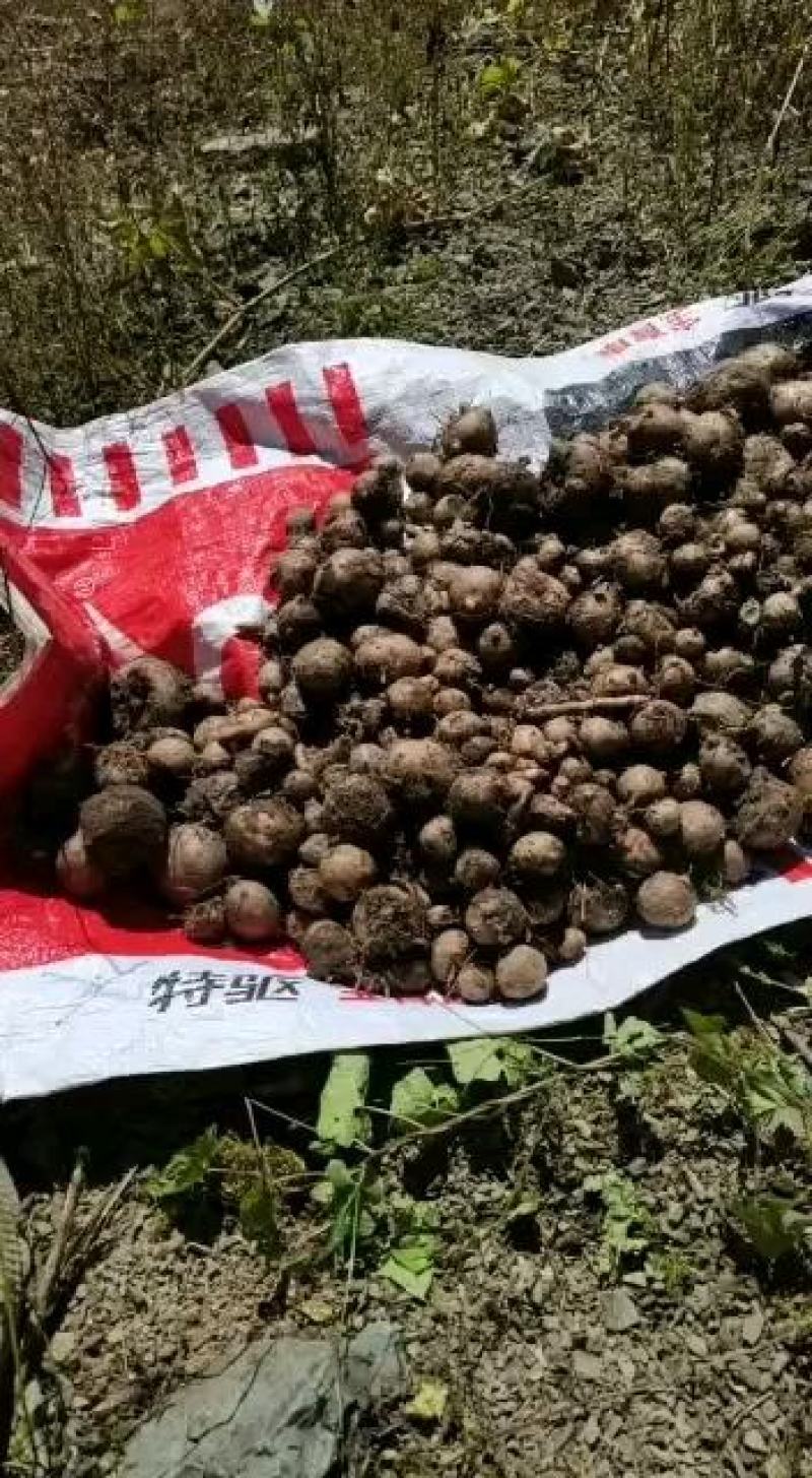 魔芋（湖北恩施本地花魔芋高山无公害育种基地）