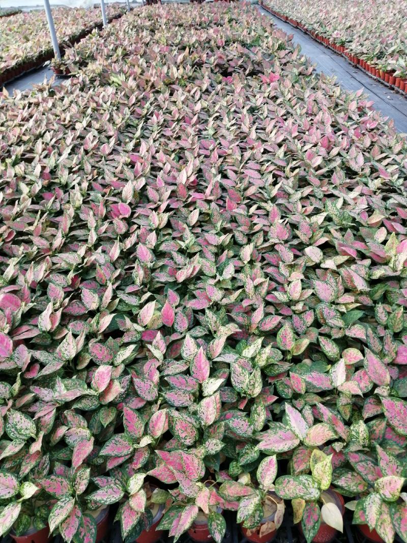 老人葵树苗园林绿化树叶大如扇棕榈科植物
