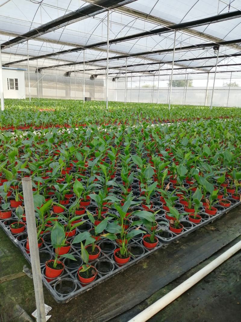 老人葵树苗园林绿化树叶大如扇棕榈科植物