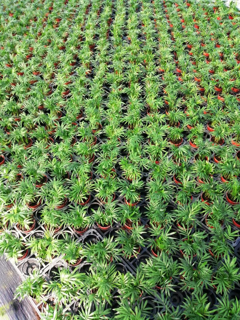 老人葵树苗园林绿化树叶大如扇棕榈科植物