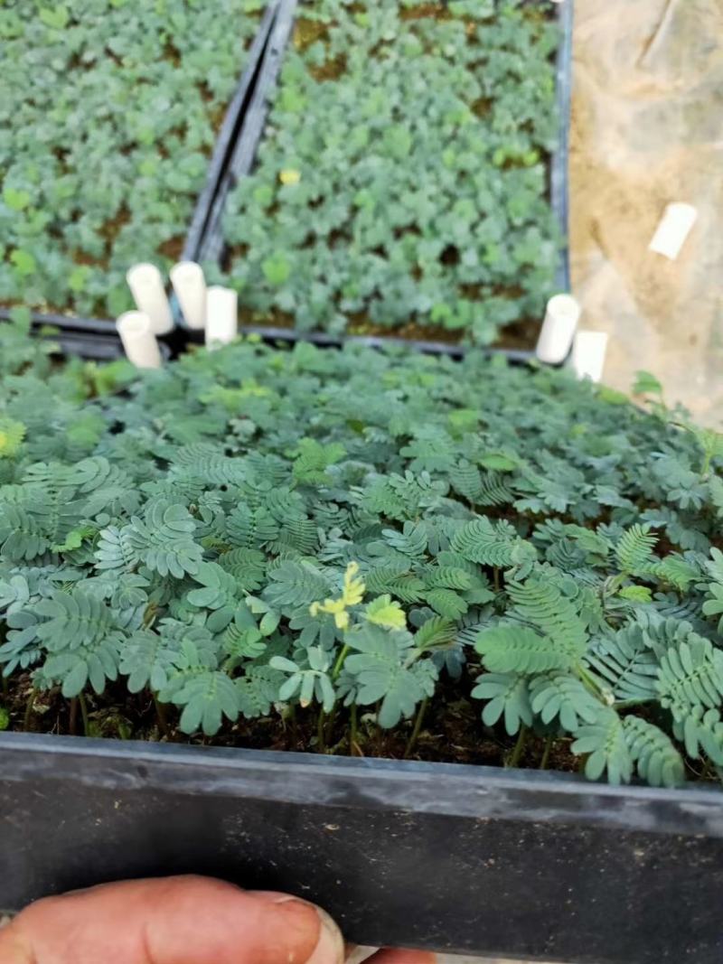 银叶金合欢种苗庭园绿化开花植物美观环境