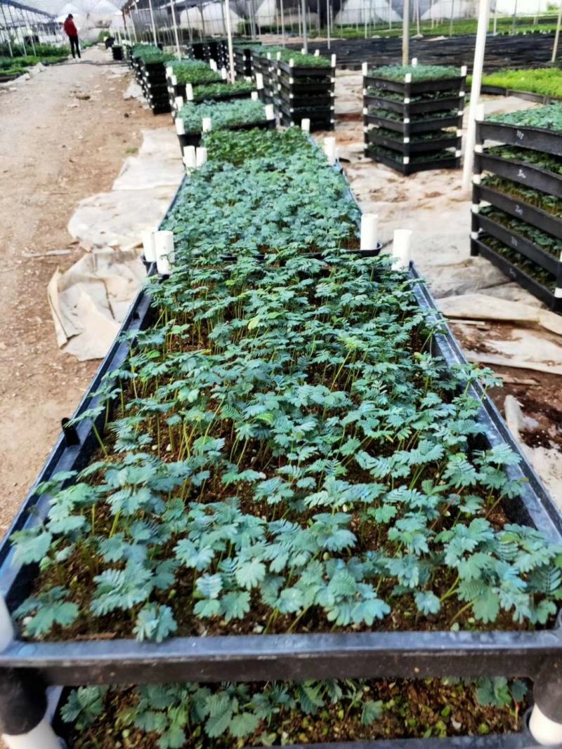 银叶金合欢种苗庭园绿化开花植物美观环境